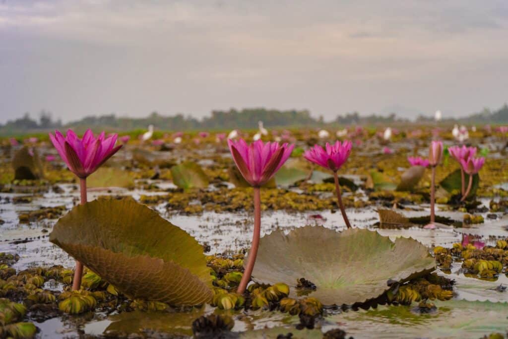 Thale Noi
